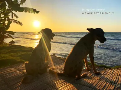 two dogs sitting on a table looking at the ocean at Beach House with AC Surrounded by Nature in Moñitos