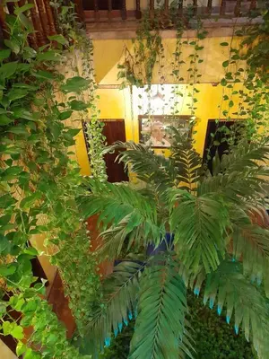 a room filled with lots of green plants at hotel san nicolas colonial in Barranquilla
