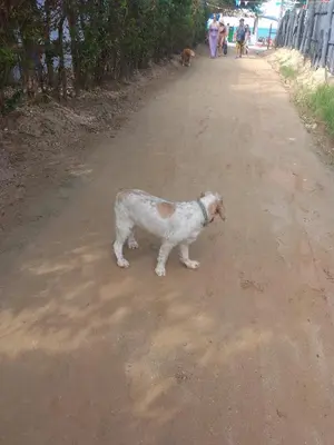 a brown and white dog standing on a dirt road at Mágica Cabaña familiar cerca al mar in Coveñas