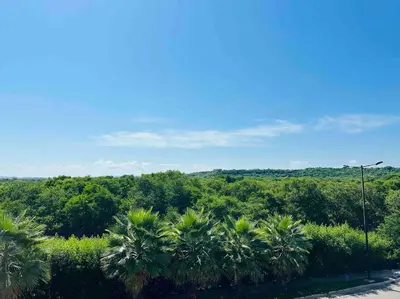 a view of a jungle with palm trees and a street light at ¡Wonderful Beach Loft! in Cartagena de Indias