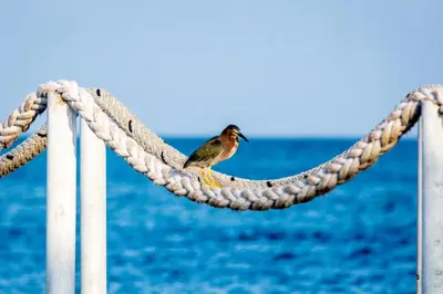 a bird sitting on a rope in front of the ocean at Tintipan Hotel in Tintipan Island