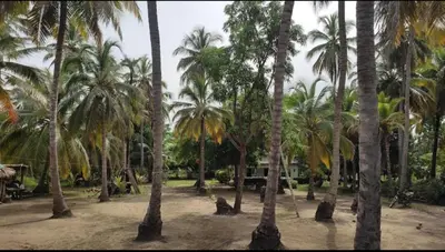 a group of palm trees in a park at Hostal torres del caribe in San Bernardo del Viento