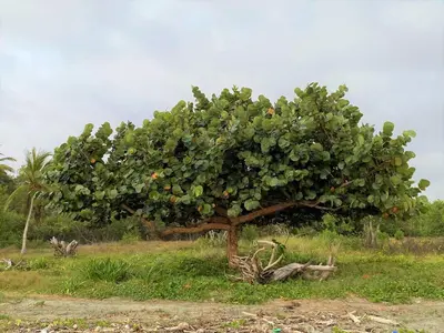 a tree with fruits on it in a field at Cabaña Maria José in Moñitos