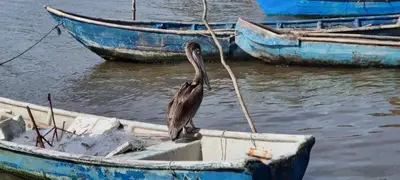 a bird standing on a boat in the water at SiÉ Cabaña en Coveñas cerca a la playa in Coveñas