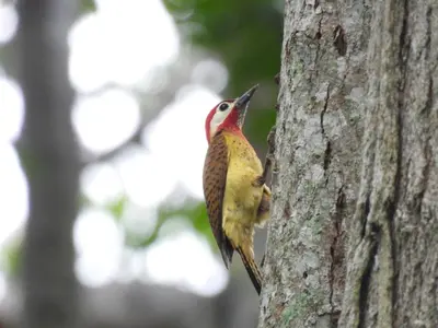 a bird with its beak up on a tree at SiÉ Cabaña en Coveñas cerca a la playa in Coveñas