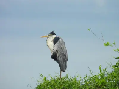 a bird perched on top of a tree at SiÉ Cabaña en Coveñas cerca a la playa in Coveñas