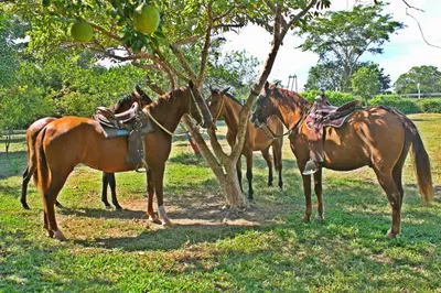 a group of horses standing next to a tree at Hotel - Granja de Animales San Basilio de Palenque in San Basilio del Palenque
