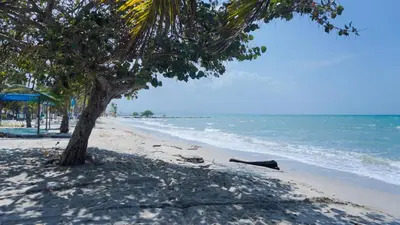 a palm tree on a sandy beach with the ocean at Cabaña La Pereztroica 3 in Coveñitas