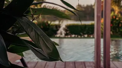 a close up of a plant with a fountain in the background at Villa Karibana Paradise in Cartagena de Indias