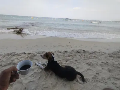 a dog sitting on the beach with a cup of coffee at HOSTAL LAMAR BARU dónde Gertrudis in Playa Blanca