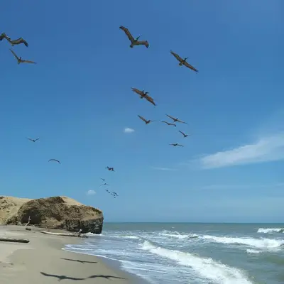a flock of birds flying over the beach at Hotel Juanmar in Juan de Acosta