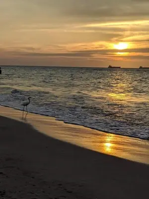 a bird standing on the beach at sunset at San Jose de los Acuarios in San Antero