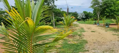 a palm tree next to a dirt road at Mediterráneo Relax in San Antero