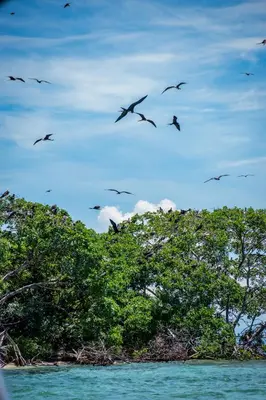 a flock of birds flying over the water at Hotel Coral Sand Islas Del Rosario in Isla Grande