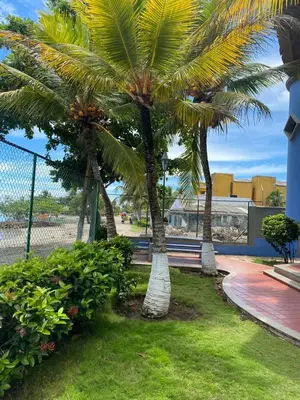 three palm trees in a park with a fence at Condominio Playa Caimán in Coveñitas