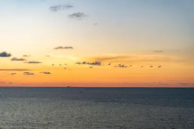 a flock of birds flying over the ocean at sunset at Acogedora suite frente al mar + vista CB1427 in Cartagena de Indias