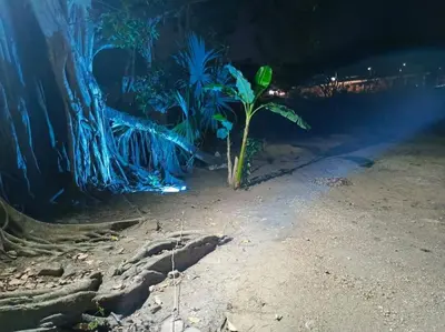 a plant in an aquarium with blue lights at campestre, naturaleza, confort, familiar in Turbaco