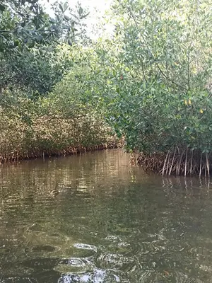 a river with trees on the side of it at Hostal Playa Descalzo in Cartagena de Indias