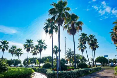 a group of palm trees in a park at Dizztravel Apart H2 - 1602 Exclusivo Bocagrande in Cartagena de Indias