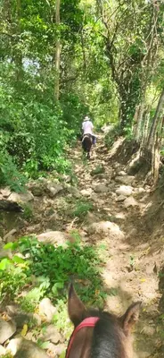 a horse walking down a dirt trail in the woods at Alquiler de caballos y cabalgatas por el Atlántico in Baranoa