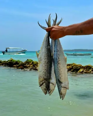 a person holding two fish in their hand on the beach at Beautiful Cabaña facing the Caribbean Sea! in Cartagena de Indias