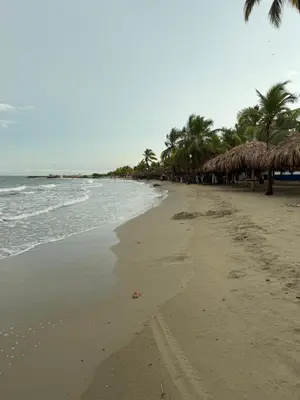 a beach with umbrellas and the ocean at Playa y selva in Puerto Viejo