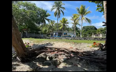 a fallen tree on a sandy beach with palm trees at Cabaña Mery frente al mar in San Antero