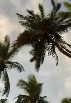 a group of palm trees against a cloudy sky at Casa de playa Manglares in Tolú