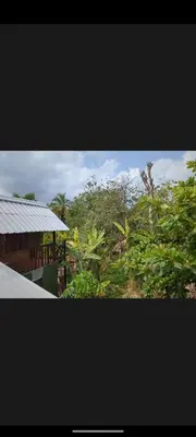 a picture of a house with trees and bushes at Lala's Place in Isla Fuerte