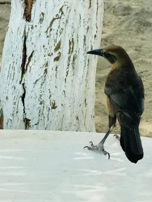 a bird standing next to a tree at Apartamentos el mochilero frente a la playa piso 2 apto 4 in Cartagena de Indias