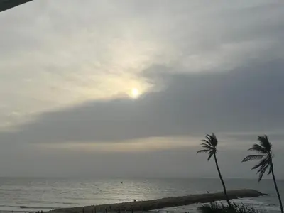 a beach with a palm tree and the ocean at PISO 19 Mirador Oasis Costero in Cartagena de Indias