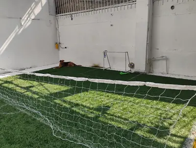 a dog laying on top of a soccer net at Safariplaya in Cartagena de Indias