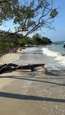 a dog sitting on a beach with a tree branch at Espectacular cabaña frente al mar in Paso Nuevo