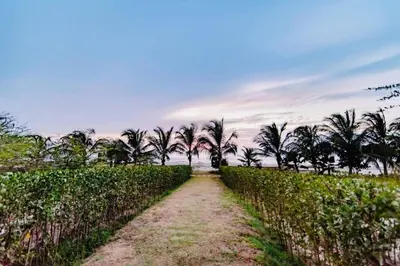 a dirt path through a hedge with palm trees at Morros Manzanillo 324 in Cartagena de Indias