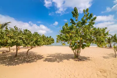 a row of trees on a sandy beach at Magico Apartamento Frente al Mar 3 Habitaciones AR12 in Coveñas