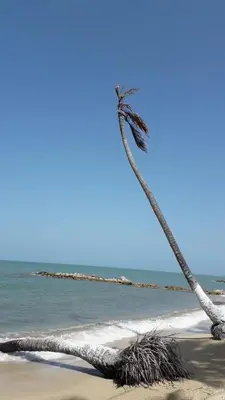 a palm tree on a sandy beach near the ocean at Monkey Afro Hostel in San Antero