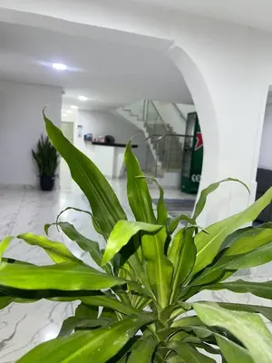 a green plant sitting on a floor in a room at Lago Hotel Cartagena in Estación El Salto