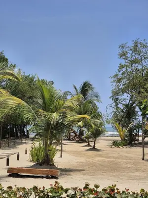 a sandy beach with palm trees and the ocean at Veleta Playa Calao in San Antero
