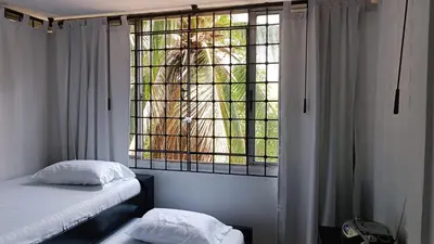 a tiger looking out of a window in a room at Isabela House in Barranquilla