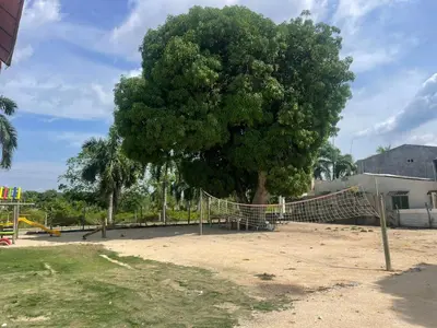 a large tree with a hammock under it at Habitaciones Melany in Coveñas