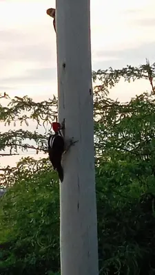 a woodpecker clinging to the side of a pole at Habitaciones frente al mar in Carretal