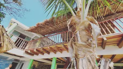 a palm tree in front of a house with a deck at eco hotel lili in Isla Fuerte