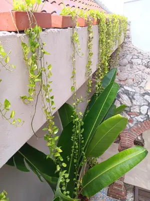 a plant in a vase next to a wall at Habitación privada en Getsemaní in Cartagena de Indias