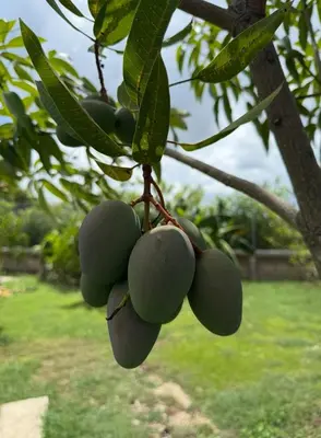 a bunch of green fruit hanging from a tree at El Refugio Natural in Turbaco