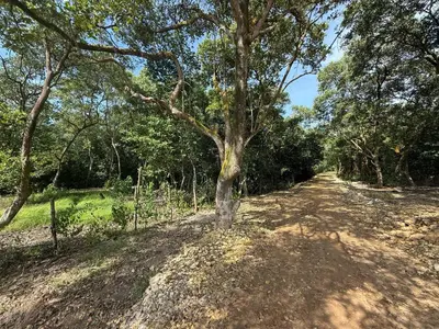 a tree on the side of a dirt road at Cabaña Tierramia 2 in San Silvestre