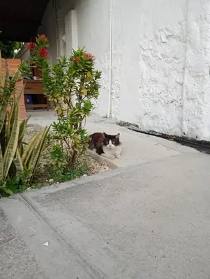 a cat sitting on the sidewalk next to a building at Vikingos de Tolú, a un Salto de las Islas in Tolú