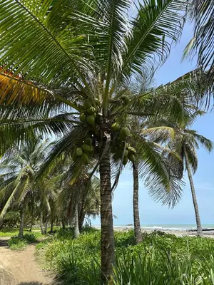 a group of palm trees on the beach at Ibiza beach in Moñitos