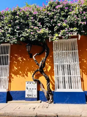 a tree in front of a building with windows at Casa Manalva ocean view penthouse in walled city in Cartagena de Indias