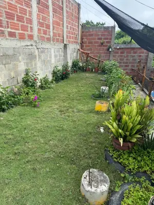 a garden with a bunch of bananas in the yard at Casa Campestre DONDE MAMI ENA in Galapa