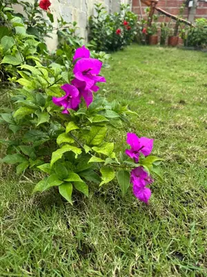 a bush of purple flowers in the grass at Casa Campestre DONDE MAMI ENA in Galapa